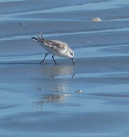 Sanderling